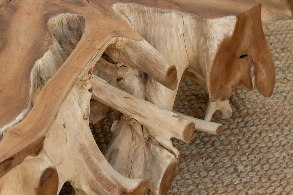 Sculptural Live Form Teak Root Coffee Table