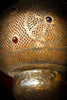 Aged pierced brass Moroccan lantern (Trade)